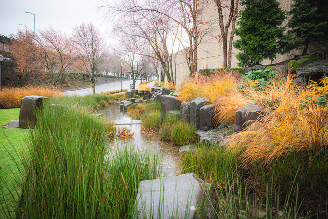 A rain garden with tall grasses and large rocks.